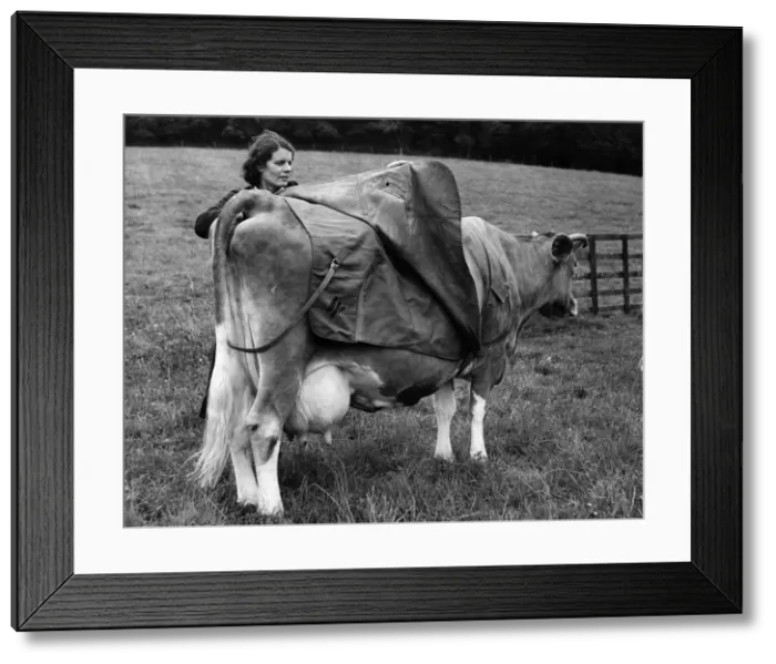 Framed Print : Mrs B. Woodland placing a coat on her cow. October 1951 P011908 Framed Print : Mrs B. Woodland placing a coat on her cow. October 1951 P011908
