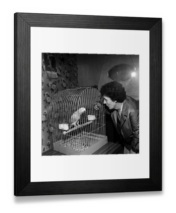 Framed Print : Sid - the African grey parrot. December 1969 Z11857-001 Framed Print : Sid - the African grey parrot. December 1969 Z11857-001