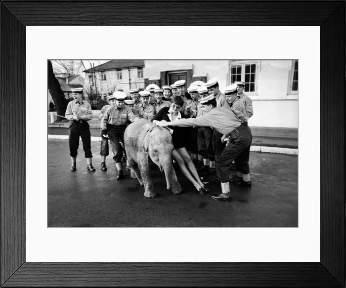 Framed Print : Twiggy'the baby elephant was half an hour late for her appointment to