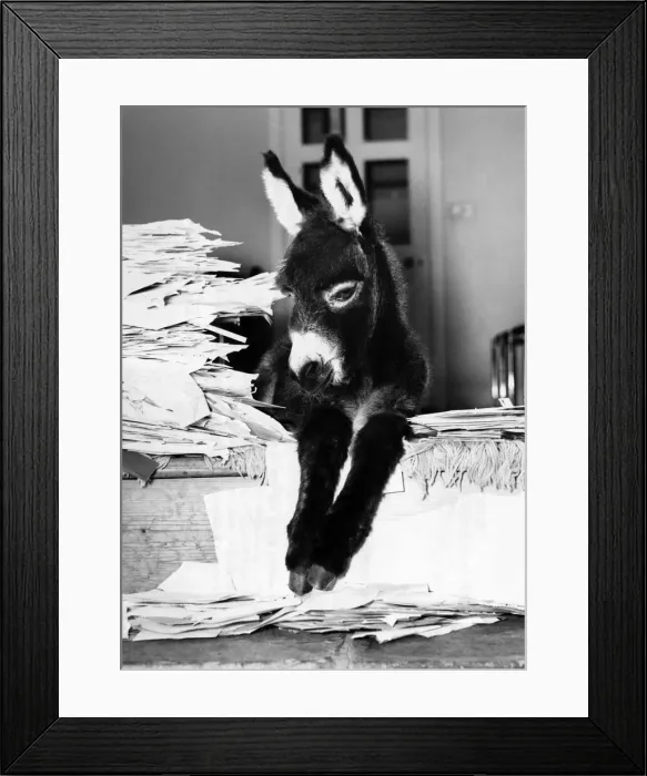 Framed Print : Asset the donkey nestles among the 2, 250 suggestions for a name Framed Print : Asset the donkey nestles among the 2, 250 suggestions for a name