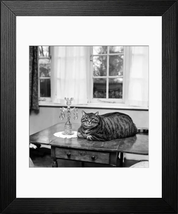Framed Print : Animal Humour. A fat cat at his owners home. November 1969 Z11404-002