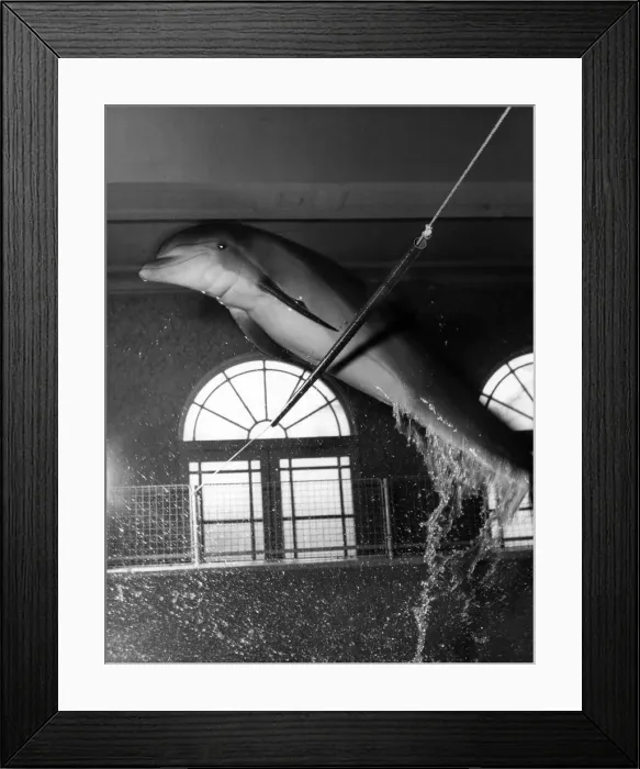 Framed Print : This two-year- old dolphin and her mate were caught only six weeks ago in the Gulf of