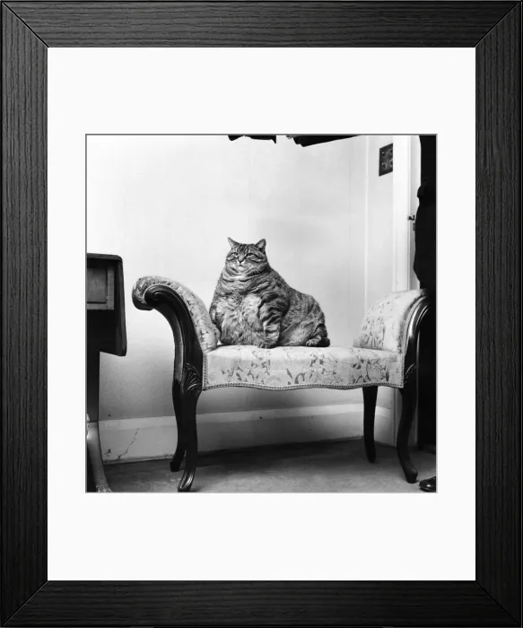 Framed Print : Animal Humour. A fat cat at his owners home. November 1969 Z11404