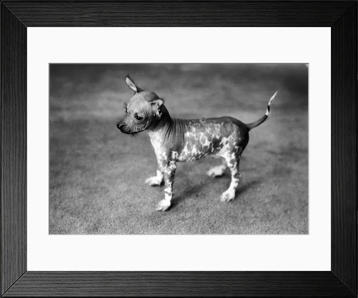 Framed Print : Animals Dogs Unusual: Mr. WU'is six weeks old and is a very rare breed
