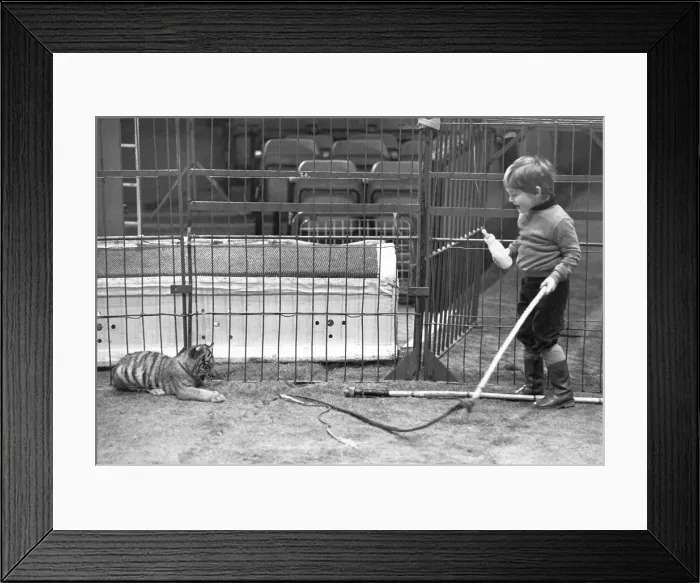 Framed Print : Nippers tiger cup seems more interested in the whip to playi with than frightened of Framed Print : Nippers tiger cup seems more interested in the whip to playi with than frightened of