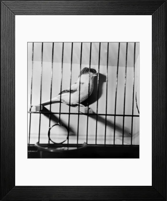 Framed Print : The 26th National Exhibition of Cage and Aviary Birds at Alexandra Palace, North London