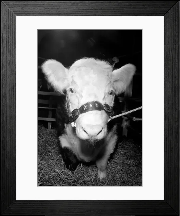 Framed Print : Royal Show Smithfield: This is Blazer the Hereford Steer judged Supreme Champion Framed Print : Royal Show Smithfield: This is Blazer the Hereford Steer judged Supreme Champion