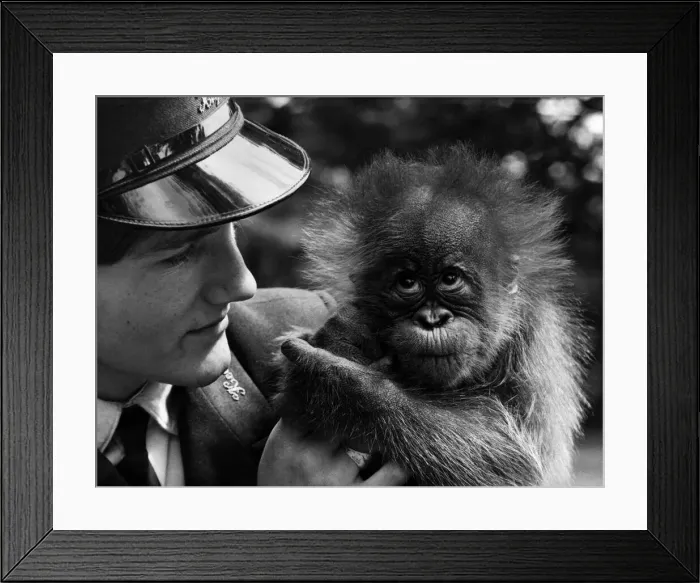 Framed Print : Oscar the orang-utan may look lovable, but his mother didn t seem to think so Framed Print : Oscar the orang-utan may look lovable, but his mother didn t seem to think so
