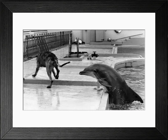 Framed Print : Wolfhound O Rourke escapes the dolphins grasp. June 1976 P011850 Framed Print : Wolfhound O Rourke escapes the dolphins grasp. June 1976 P011850