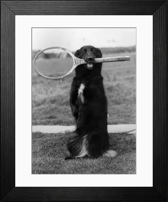 Framed Print : Lindy Lou the tennis dog with a racket in her mouth. February 1980 P011747 Framed Print : Lindy Lou the tennis dog with a racket in her mouth. February 1980 P011747