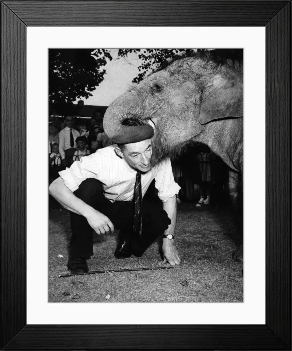 Framed Print : Affectionate Dumbo the elephant at the London Zoo eats half a hundred weight of apples