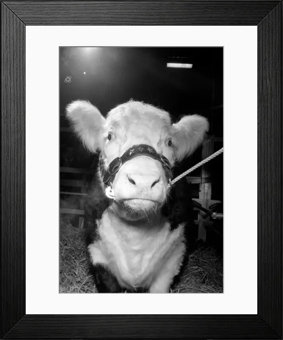 Framed Print : Royal Show Smithfield: This is Blazer the Hereford Steer judged Supreme Champion Framed Print : Royal Show Smithfield: This is Blazer the Hereford Steer judged Supreme Champion