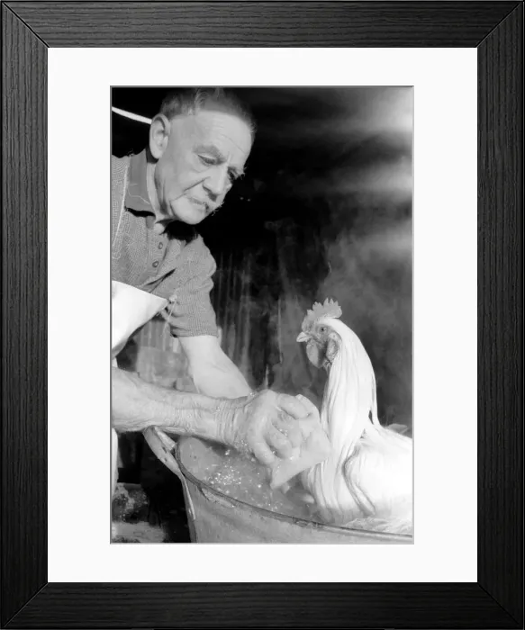 Framed Print : Captain Ellis Duckworth is 77 years old - he won his first poultry show prize in 1897
