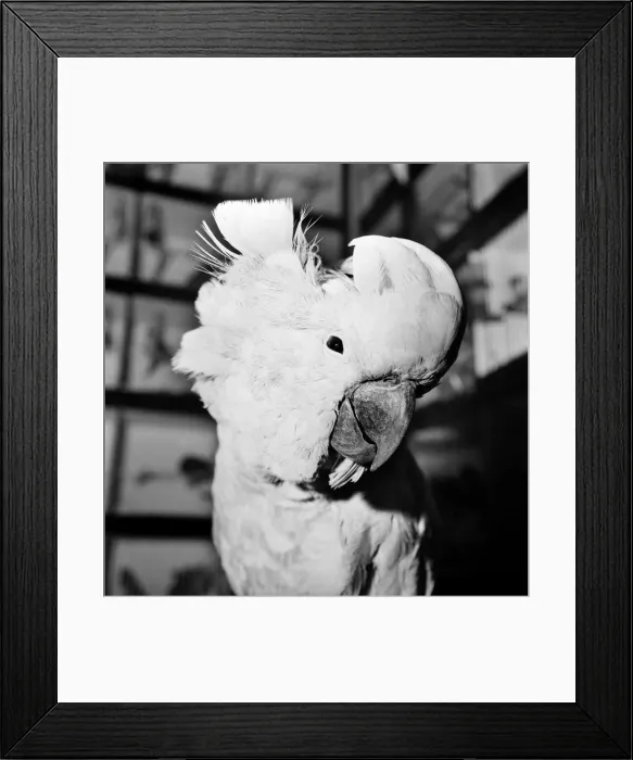 Framed Print : The 26th National Exhibition of Cage and Aviary Birds at Alexandra Palace, North London