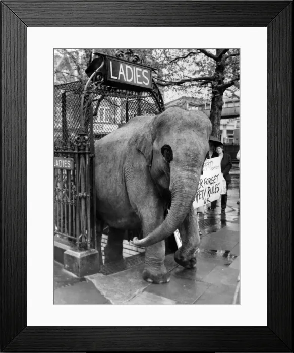 Framed Print : Vicki the elephant at the loo for your convenience. May 1981 P011800 Framed Print : Vicki the elephant at the loo for your convenience. May 1981 P011800