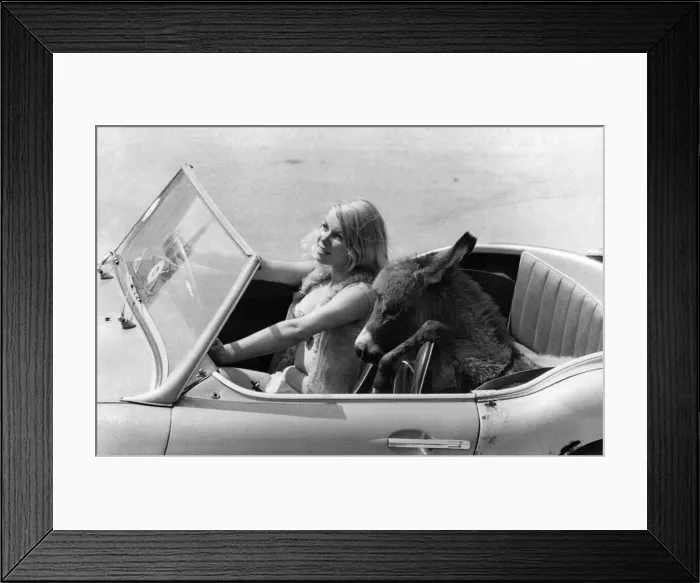 Framed Print : Deidre Baker sits out in the car with baby donkey Charlie. August 1969 P011880 Framed Print : Deidre Baker sits out in the car with baby donkey Charlie. August 1969 P011880