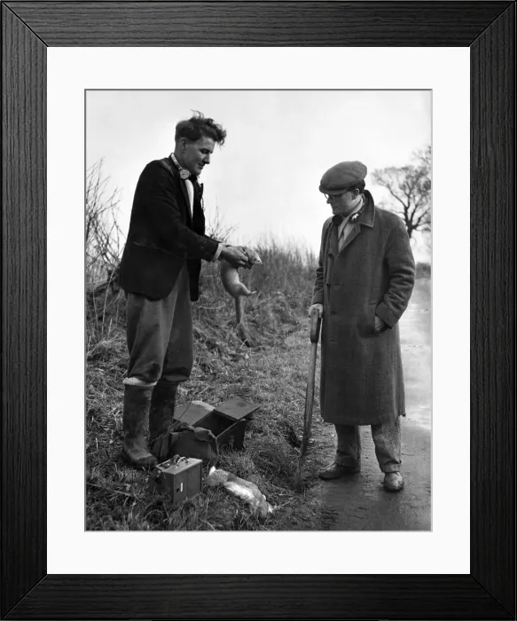 Framed Print : Roger the radio ferret has done his days work and is now being put back into his box Framed Print : Roger the radio ferret has done his days work and is now being put back into his box