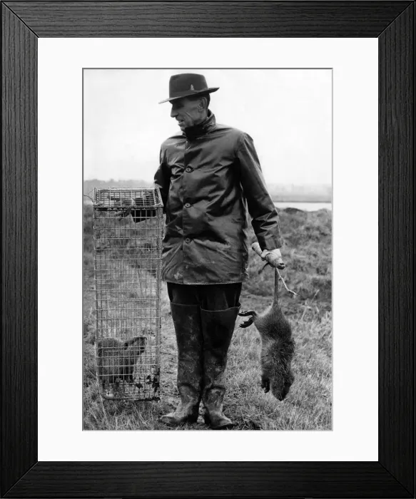 Framed Print : Fur Coypus (South American rodents resembling giant rats) caught last week at Broad Farm Framed Print : Fur Coypus (South American rodents resembling giant rats) caught last week at Broad Farm