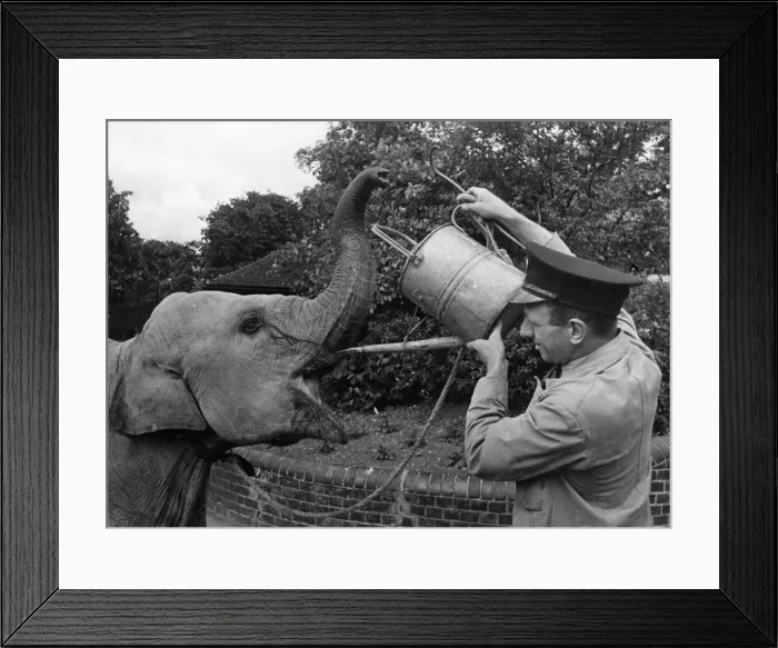 Framed Print : Dumbo is a lazy little blighter. Just think of it. Even in the hottest weather