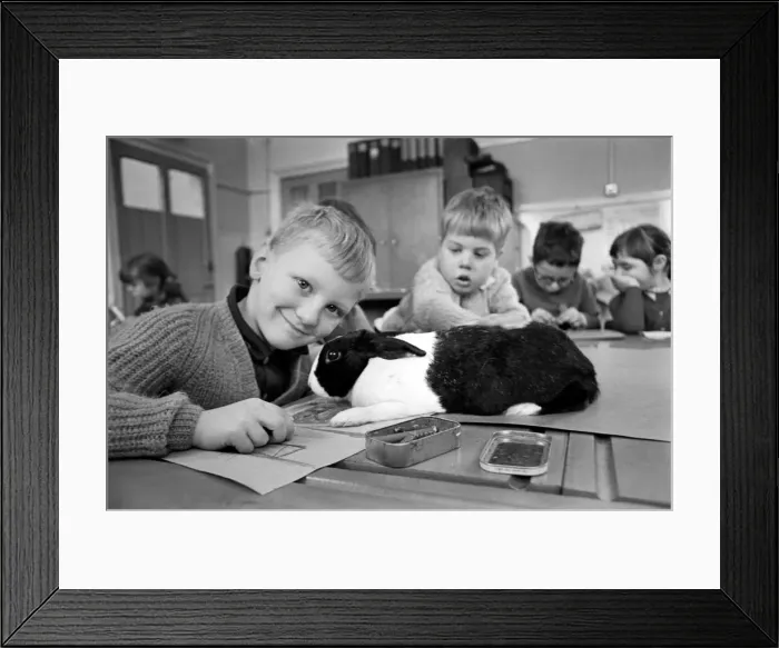 Framed Print : 6-year-old John Sweeting (fair-haired boy with his pet rabbit in the classroom Framed Print : 6-year-old John Sweeting (fair-haired boy with his pet rabbit in the classroom