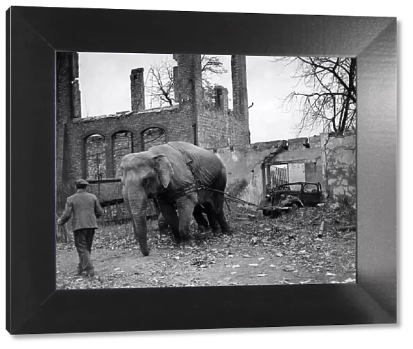 'Mary'the elephant aged 25 from Burma and 'Kieri'
