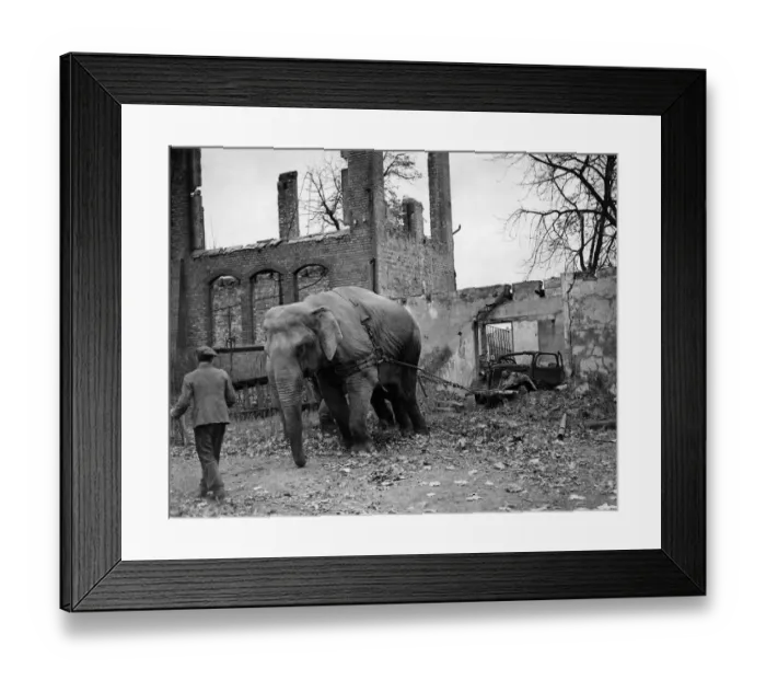 Framed Print : Mary'the elephant aged 25 from Burma and Kieri Framed Print : Mary'the elephant aged 25 from Burma and Kieri