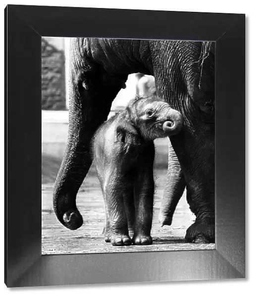 Nothing like a good nuzzle. Baby elephant getting food from his mother May 1977
