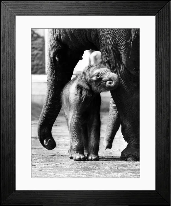 Framed Print : Nothing like a good nuzzle. Baby elephant getting food from his mother May 1977