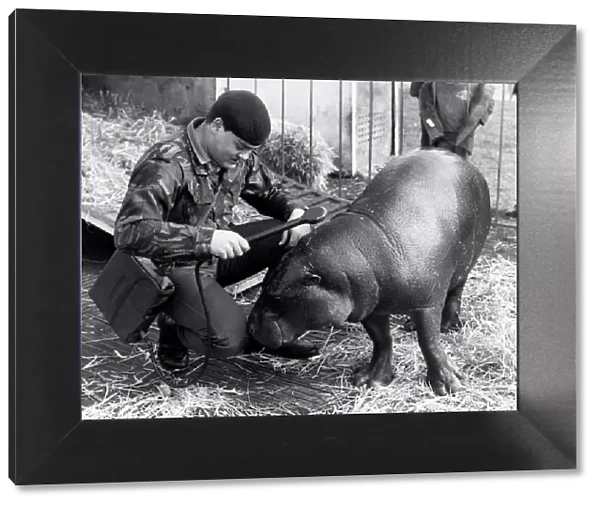 April the hippo with Major Killip. April 1985 P011693
