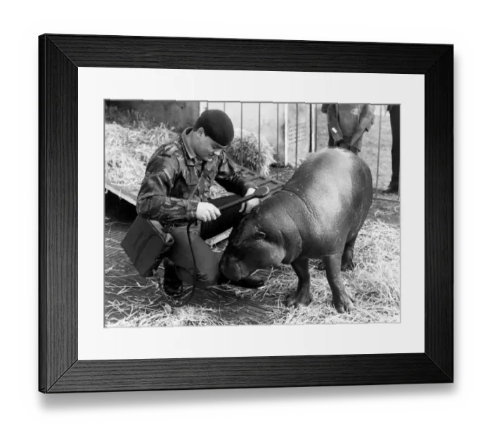 Framed Print : April the hippo with Major Killip. April 1985 P011693 Framed Print : April the hippo with Major Killip. April 1985 P011693