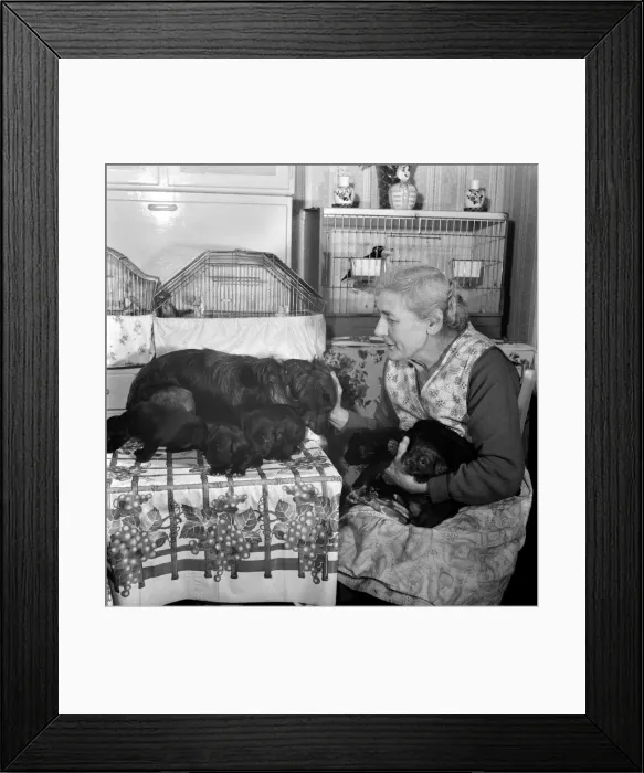Framed Print : People elderly with animals. An old woman with her pet dogs at home Framed Print : People elderly with animals. An old woman with her pet dogs at home