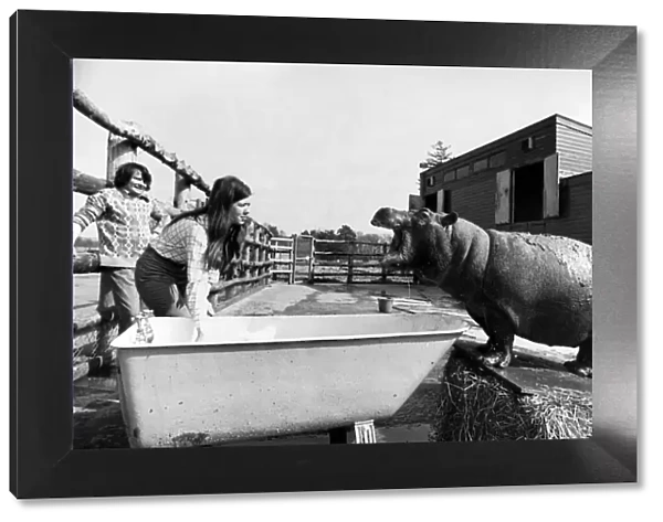 With the aid of an old bath tub Ernie the hippo after his mud beauty treatment gets a