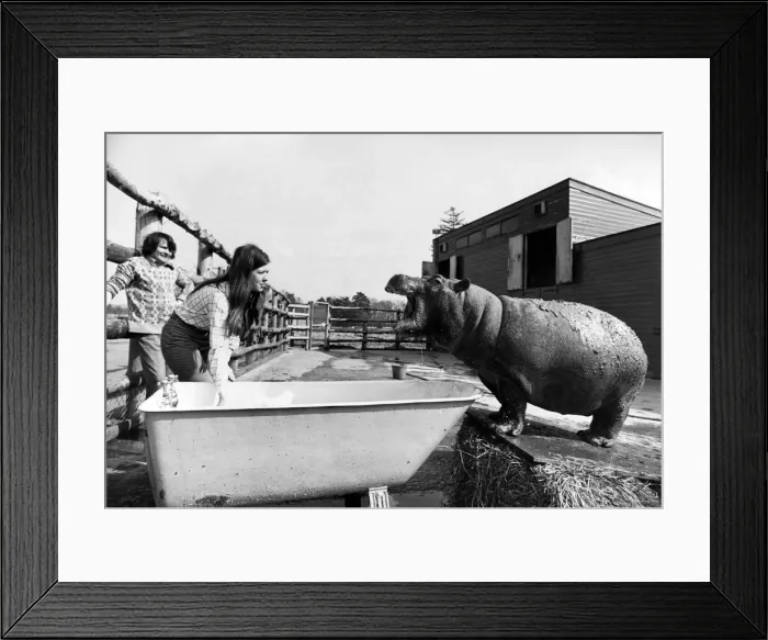 Framed Print : With the aid of an old bath tub Ernie the hippo after his mud beauty treatment gets a