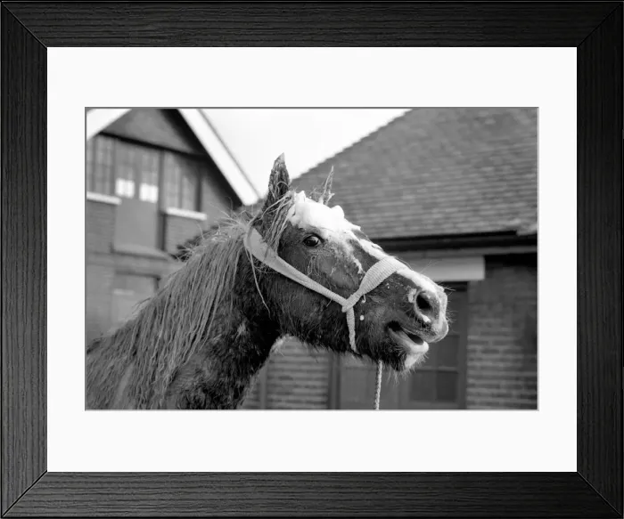 Framed Print : The yearling piebald, Welsh cob type pony which was rescued from the mud pit in Crow Lane Framed Print : The yearling piebald, Welsh cob type pony which was rescued from the mud pit in Crow Lane