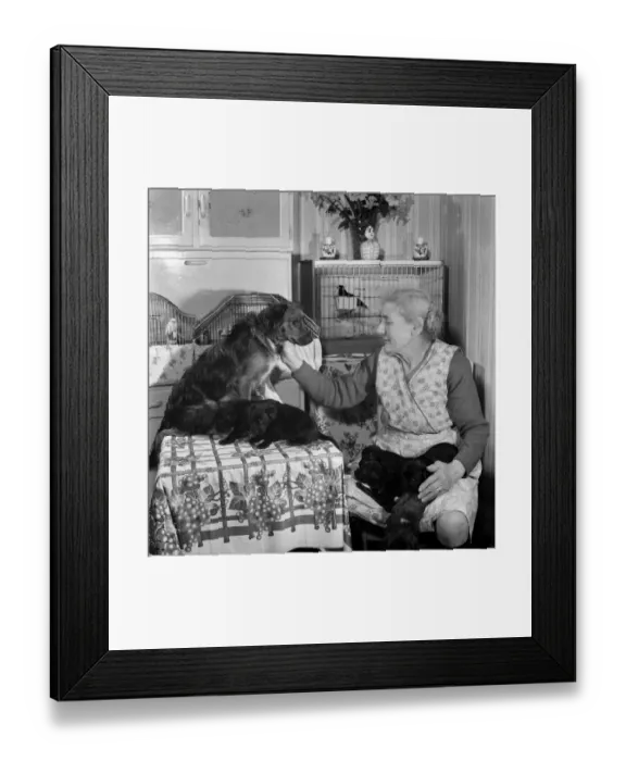 Framed Print : People elderly with animals. An old woman with her pet dogs at home
