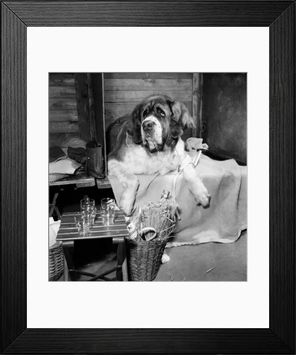 Framed Print : A sad looking St. Bernard at a dog show in Olympia, London November 1952 C5816 Framed Print : A sad looking St. Bernard at a dog show in Olympia, London November 1952 C5816