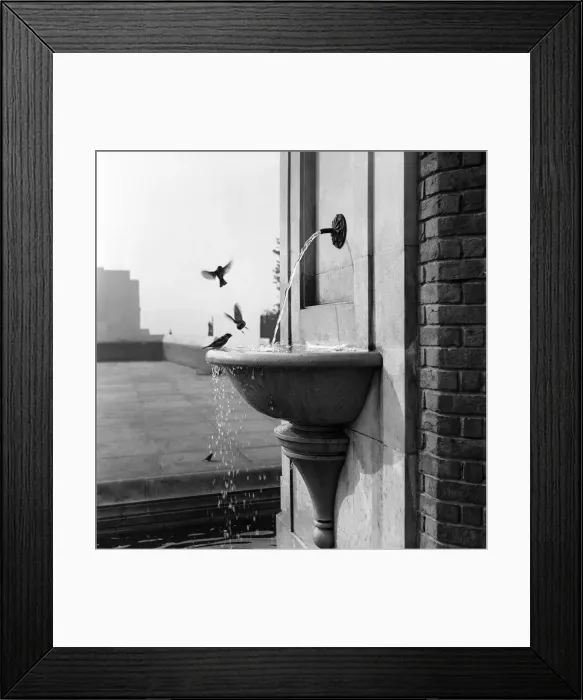 Framed Print : Sparrows At Drinking Fountain. November 1952 C5723 Framed Print : Sparrows At Drinking Fountain. November 1952 C5723