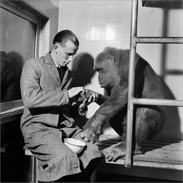 Gorilla is checked over by the zoo keeper in his pen. July 1952 C5487