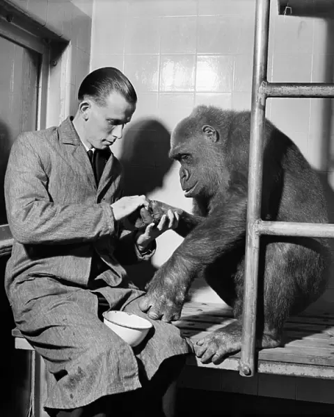 Gorilla is checked over by the zoo keeper in his pen. July 1952 C5487