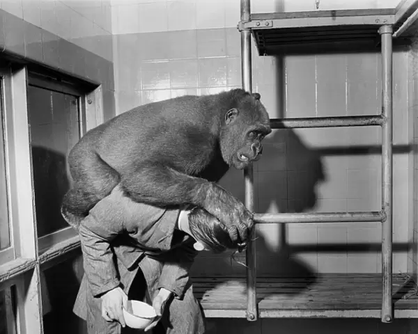 Gorilla playing with the zoo keeper in his pen. July 1952 C5487-001