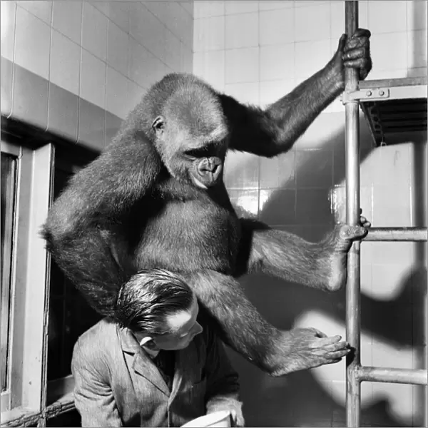 Gorilla is checked over by the zoo keeper in his pen. July 1952 C5487-002