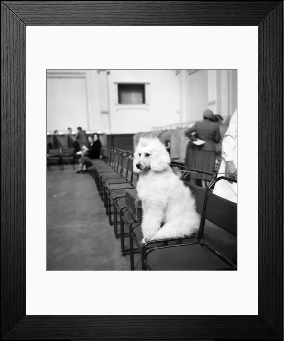 Framed Print : Sparrowick Marshall seen here at the Poodle Club in London Framed Print : Sparrowick Marshall seen here at the Poodle Club in London