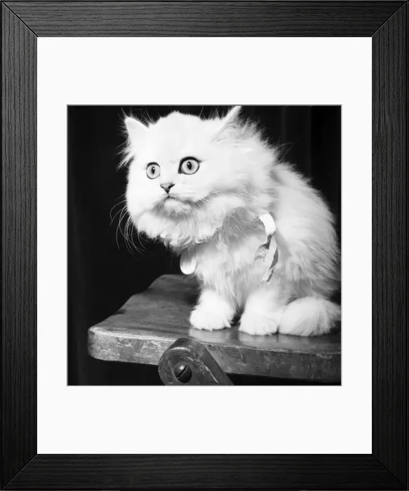 Framed Print : Topcat, a fluffy white cat at a Cat Show. September 1952 C4618 Framed Print : Topcat, a fluffy white cat at a Cat Show. September 1952 C4618