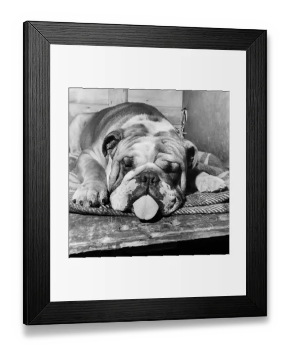 Framed Print : Bulldog with a hangover at a Leeds Show. October 1952 C5114-001 Framed Print : Bulldog with a hangover at a Leeds Show. October 1952 C5114-001