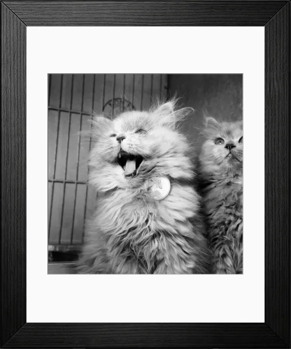 Framed Print : Cat Show winner. September 1952 C4618 Framed Print : Cat Show winner. September 1952 C4618