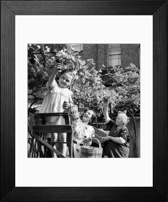 Framed Print : Children picking grapes from the vine in Camden Town London