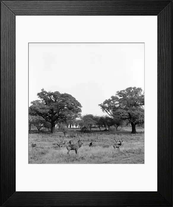 Framed Print : Deer walking in the trees at Richmond Park in London. October 1952 C5266-002 Framed Print : Deer walking in the trees at Richmond Park in London. October 1952 C5266-002