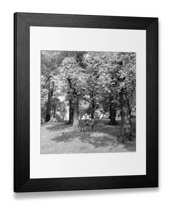Framed Print : Deer walking in the trees at Richmond Park in London. October 1952 C5266-001 Framed Print : Deer walking in the trees at Richmond Park in London. October 1952 C5266-001