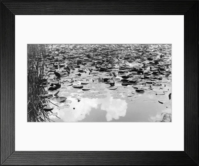 Framed Print : Water lillies near Battle in Sussex 1922 Alf 66 Framed Print : Water lillies near Battle in Sussex 1922 Alf 66