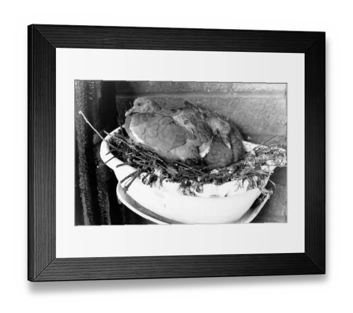 Framed Print : Pigeons nesting, North London. 26th April 1991 91  /  2631